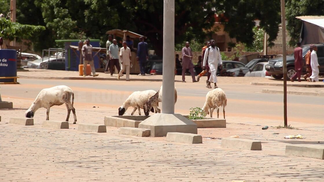 Parakou: La divagation des animaux, un mal qui semble défier l&rsquo;autorité municipale.