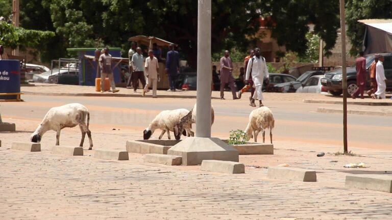 Parakou: La divagation des animaux, un mal qui semble défier l&rsquo;autorité municipale.